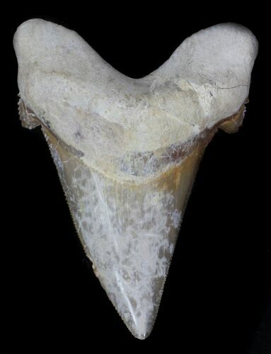 Serrated Auriculatus Shark Tooth - Dakhla, Morocco #35858